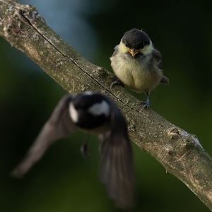 Redwell   27 05 2020   D500   Les 32.jpg